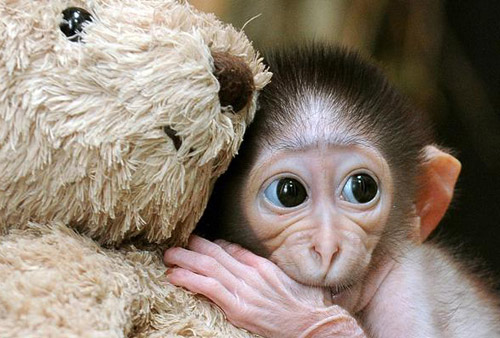 一只三周大的白眉猴靠着它的泰迪熊玩具寻找安全感。