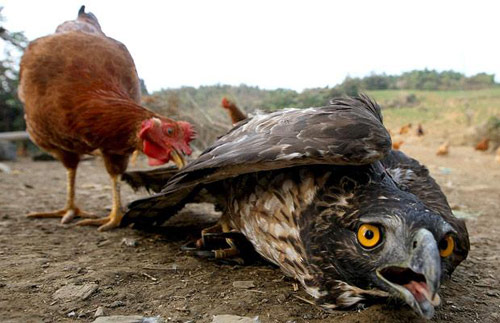 一只被凶悍母鸡吓坏了的鹰。
