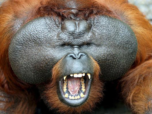 最凶悍动物奖：放声大叫的红毛猩猩