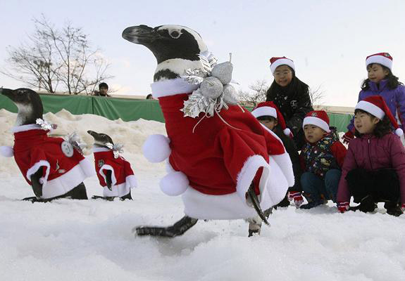 穿着圣诞服装的企鹅，入围了“自认为是人类的动物”奖