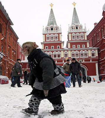 一起入围“自认为是人类的动物”奖的还有在莫斯科街头散步的猿猴。