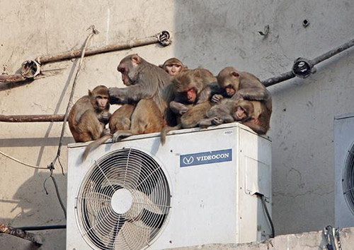 在空调机上的一群猴子。