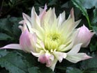 醉人的大丽花
