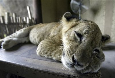 圖文：一隻非洲幼獅躺在保育箱中