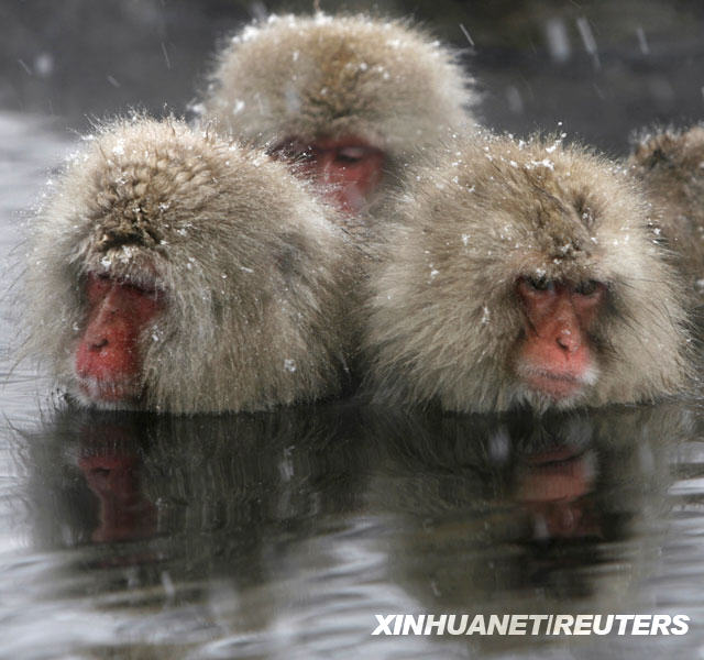 1月2日,在日本中部的山之内镇,几只猴子在温泉里泡澡