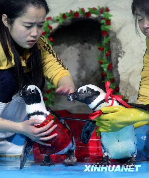 1月21日，在武汉东湖海洋世界，企鹅新郎“小可爱”在穿“礼服”时急不可耐地要亲近新娘。 当日，武汉东湖海洋世界的工作人员为一对正在发情期的黑足企鹅举办“婚礼”，企鹅新郎“小可爱”和新娘“小美人”身着礼服参加，并享用了它们最爱的“婚宴”美食——多春鱼。 新华社发（王振武 摄） 
