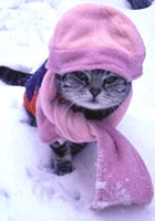 雪地里猫咪的'酷'造型