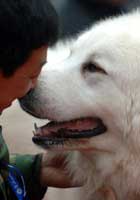 与藏獒第一次亲密接触