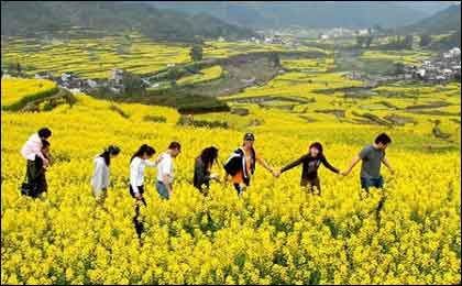 持续阴雨气温急剧下降 婺源油菜花败落一地(图)