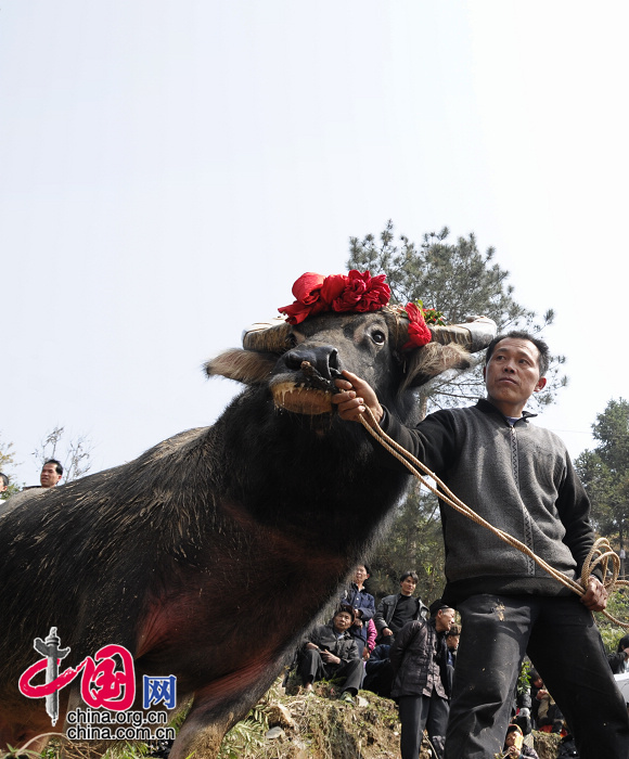 侗族鬥牛節[組圖]