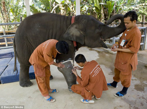 全球人與動物的絕佳搭檔[組圖]