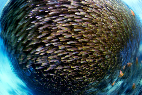 摄影师镜头下千奇百态的海洋生物[组图]