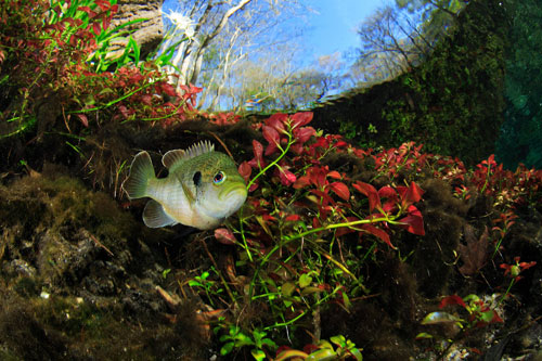 攝影師鏡頭下千奇百態(tài)的海洋生物[組圖]