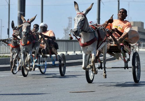 巴基斯坦举行疯狂驴车大赛