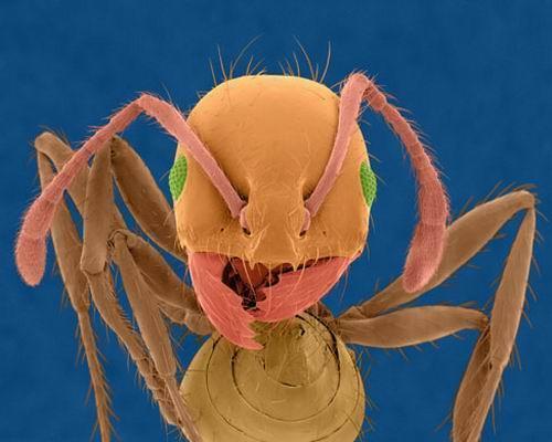 放大率下的红火蚁,其学名是solenopsis invicta,很可能这种蚂蚁是从