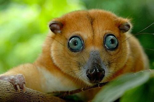 pics of cute animals with big eyes