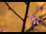 无锡灵山--墙角一枝梅。中国网 摄影 杨佳