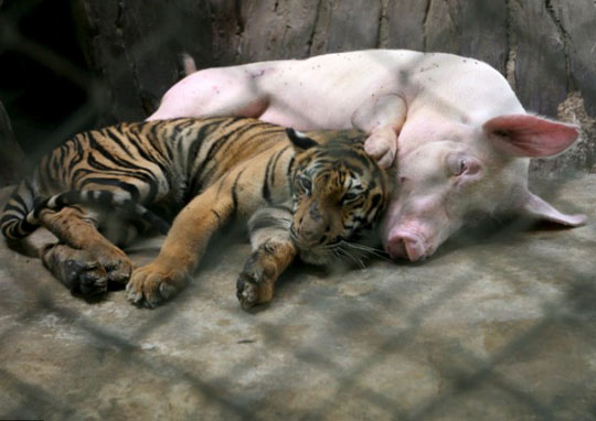 老虎/泰国动物园老虎和猪互相哺乳亲如家人[组图]...