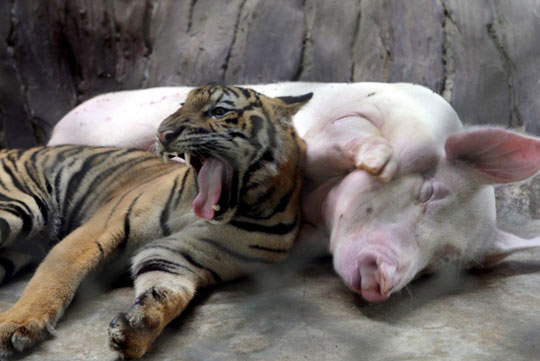 泰国动物园老虎和猪互相哺乳亲如家人[组图]