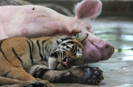 泰国动物园老虎和猪互相哺乳亲如家人[组图]