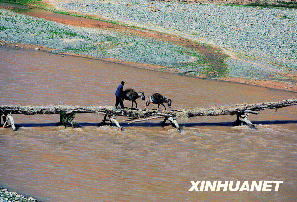 4月18日，在阿富汗北部朱兹詹省，一名农夫赶着毛驴走过独木桥。河流由于春天积雪的融化而水量丰沛。阿富汗的春天在不经意间已经来临。不知这美丽的春天，能否给这个饱受战争磨难的国家带来新的和平希望。