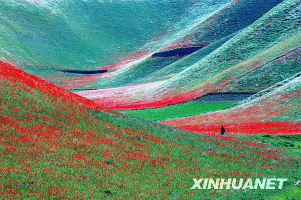4月18日，在阿富汗北部朱兹詹省，一名农夫行走在开满鲜花的山谷。阿富汗的春天在不经意间已经来临。不知这美丽的春天，能否给这个饱受战争磨难的国家带来新的和平希望。