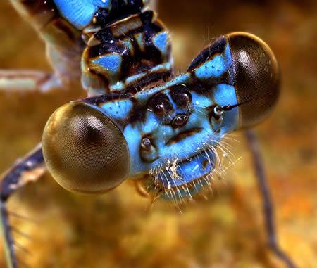 让人感觉最不舒服的十种昆虫：魔花螳螂[组图]