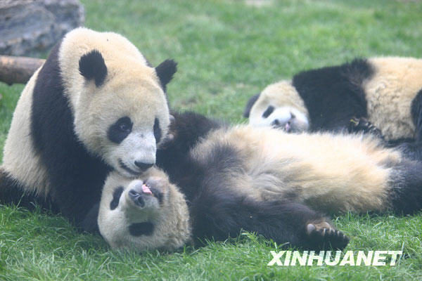 6隻'國慶熊貓'在北京動物園與遊客見面[組圖] 