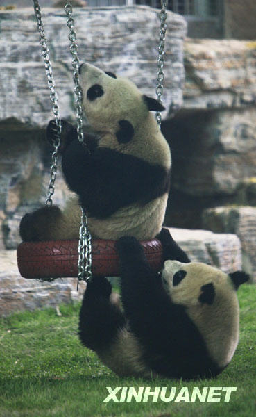 6只'国庆熊猫'在北京动物园与游客见面[组图] 