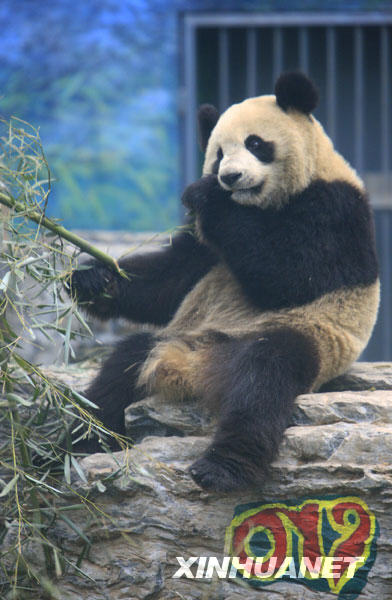 6只'国庆熊猫'在北京动物园与游客见面[组图] 