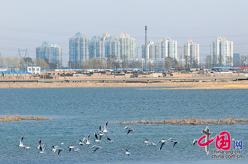 北國(guó)石油之都大慶 立夏時(shí)節(jié)春方到[組圖]