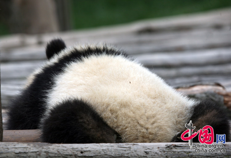 趴趴熊.可爱熊猫--那些传说中的“睡神”们