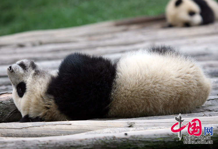 可爱熊猫--那些传说中的“睡神”们
