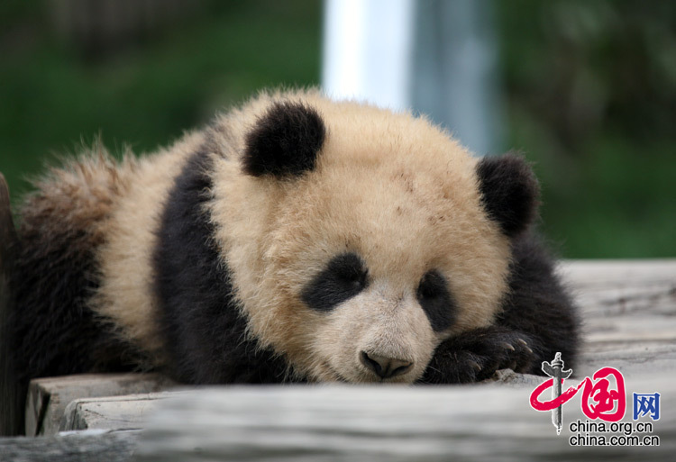 可爱熊猫--那些传说中的“睡神”们
