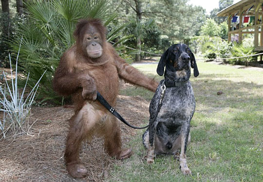 当猩猩与猎犬成为好朋友(图)