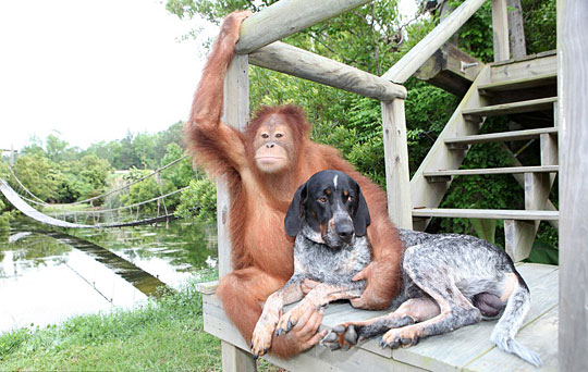 当猩猩与猎犬成为好朋友(图)