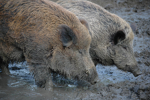 不一样的猪[组图]bathing