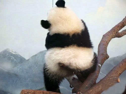 【图集】大熊猫背影图片:陕西大熊猫:大熊猫图片带文字