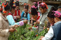 阿昌族妇女在检野菜