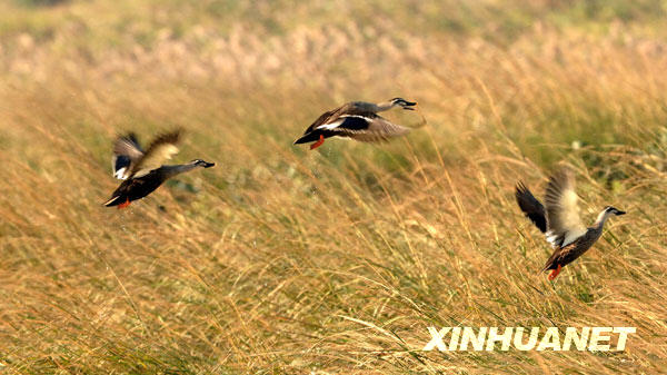 几只野鸭从闽江口湿地飞起（2007年11月29日摄）。