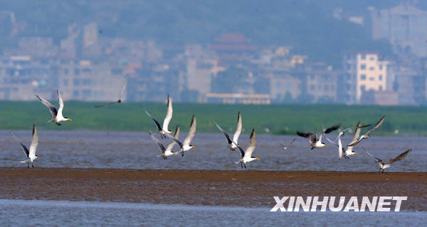 一群燕鸥从闽江口湿地飞起（2009年6月12日摄）。