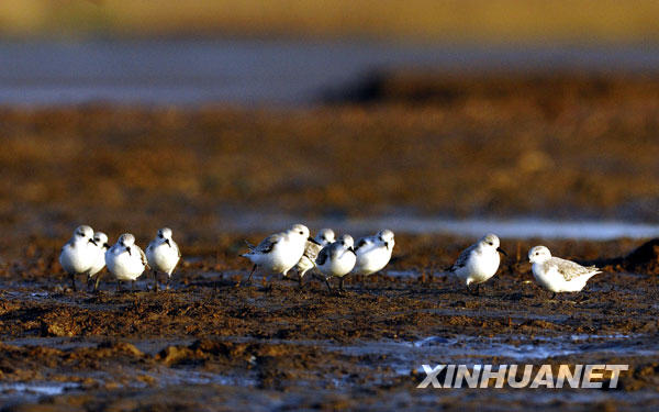 一群三趾鹬在闽江口湿地觅食（2007年11月29日摄）。