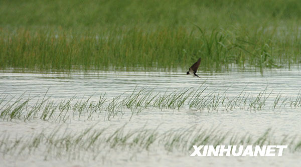 一只家燕在闽江口湿地觅食（2005年3月21日摄）。