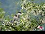 两只可爱的小苍鹭。 于文斌摄影