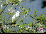 躲在枝后注视着的白鹭。 于文斌摄影