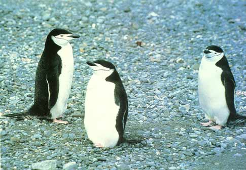 如果两只同性企鹅被长期关在一起