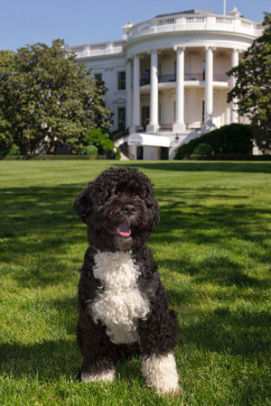 白宫公布“第一狗”标准照[图] 