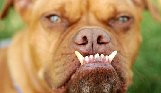美国选出'世界最丑狗' 天生一副'苦瓜脸'[图]