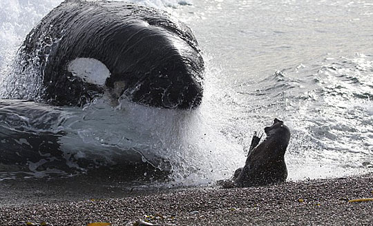 鲸鱼追捕小海豹的惊险瞬间[组图]