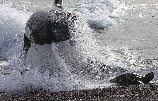 摄影师抓拍鲸鱼追捕小海豹瞬间